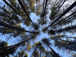 Faces of Forestry