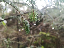 Faces of Forestry