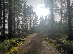 Faces of Forestry