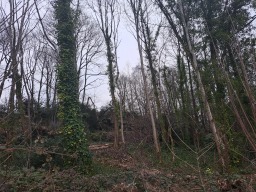 Faces of Forestry