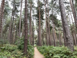 Faces of Forestry