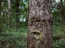 Faces of Forestry