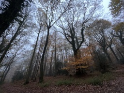 Faces of Forestry