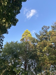 Faces of Forestry