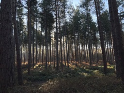 Faces of Forestry