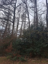 Faces of Forestry