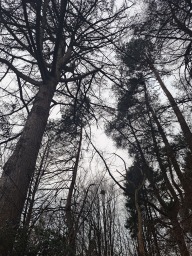 Faces of Forestry