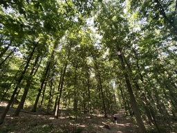 Faces of Forestry